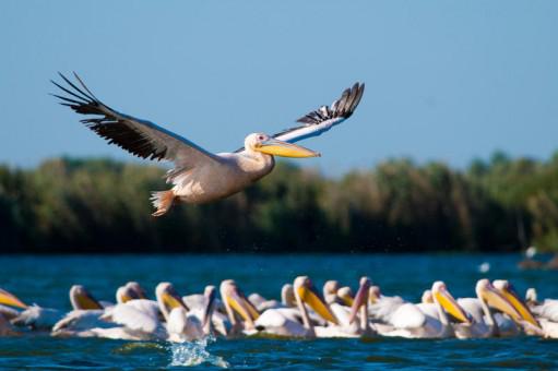 Pelican in delta