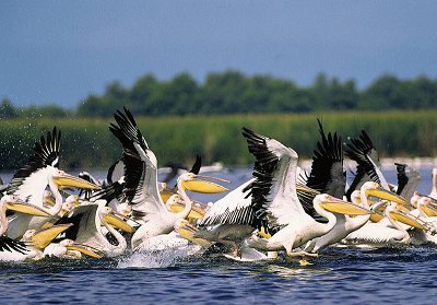 Pelicani Delta Dunarii